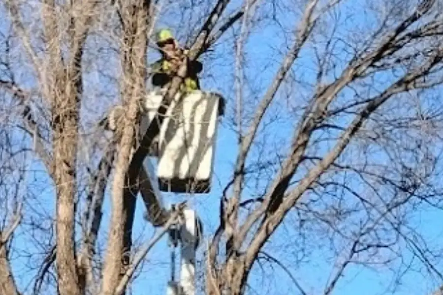 tree-pruning